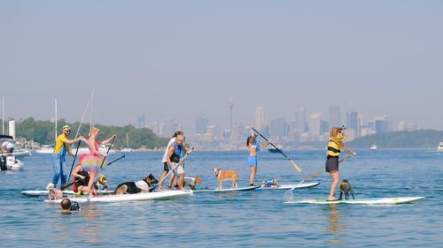 Every Man & His Dog SUP